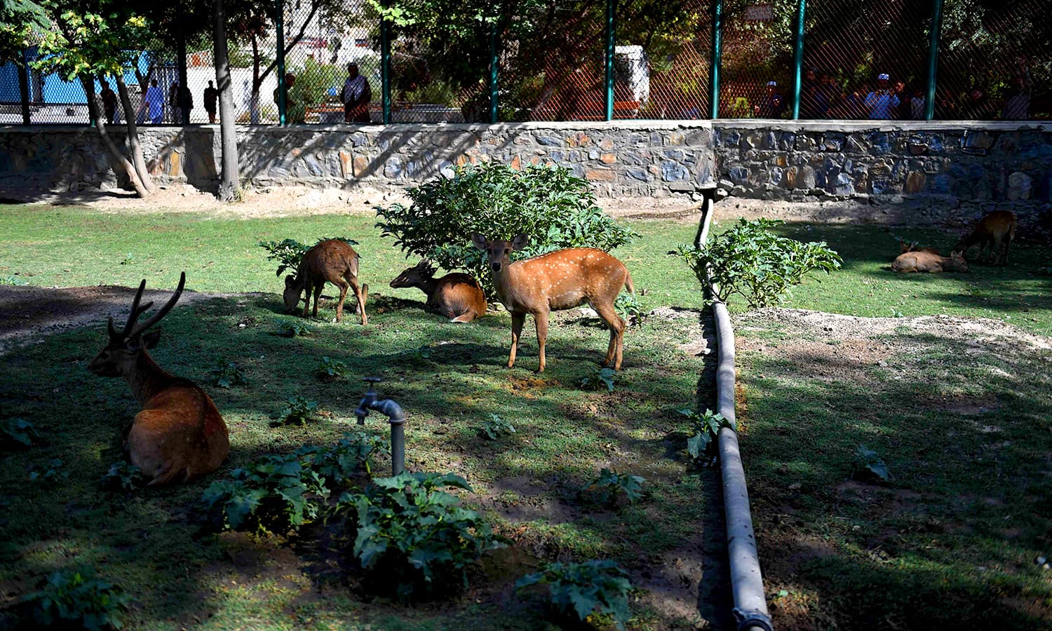 Kabul Zoo